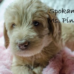 Labradoodle Puppies from Spokane Doodle