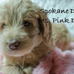 Labradoodle Puppies from Spokane Doodle