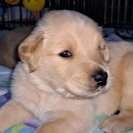 Mr.Chubb - Golden Golden Retriever puppy in Maricopa, Arizona from Daisy's Golden Kisses- Golden Retrievers of Arizona