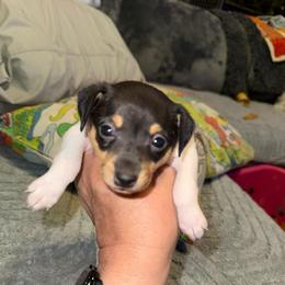 Pup L2 - White black and tan male Toy Fox Terrier puppy in Clermont, Florida from Debbie Hiles's Toy Fox Terriers