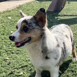 Penny - Pembroke Welsh Corgi