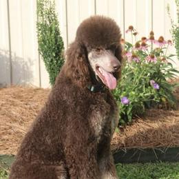 Rosco - Poodle