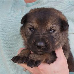 Treasure - Sable female German Shepherd puppy in Harwood, Maryland from Reddington Shepherds