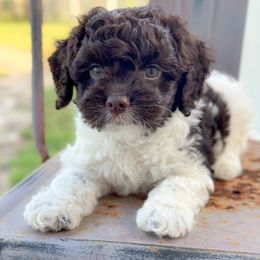 Yosemite - Brown and white male Cockapoo puppy in Pledger, Texas from Sugarbear Cockapoos