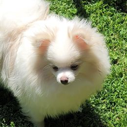 Pomeranians from Deneen's Pomeranians