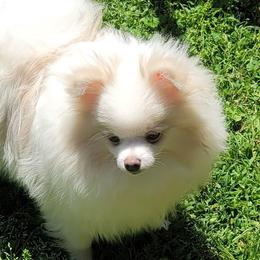 Pomeranians from Deneen's Pomeranians