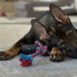 German Shepherds from Vom Caldera