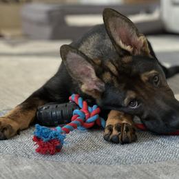 German Shepherds from Vom Caldera