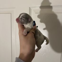 Girl 2 - Blue merle female Pomeranian puppy in Muskogee, Oklahoma from Wonderlust Pomeranians