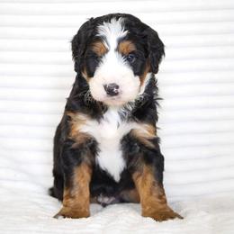 Bandit - Tri-color male Bernedoodle puppy in Spencerville, Indiana from Gentle Giant Bernedoodles