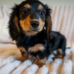 East - Black and cream female Dachshund puppy in Temecula, California from Naomi Magee's Dachshund Kennel