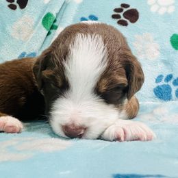 Boy 4 - Red Australian Shepherd puppy in New York from Breezy Woods Aussies