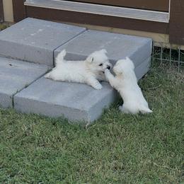 West Highland White Terrier Puppies from S&S Westies