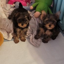 Great Dane and Yorkshire Terrier Puppies from Chuck City Danes