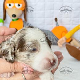Mr. Red-4800 - Dapple male Dachshund puppy in Ocala/Gainesville, Florida from From the Heart Doxies