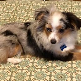 Toy Australian Shepherds from Texas Toy Aussies