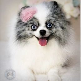 Charlotte - Pomeranian