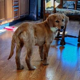 Golden Retriever Puppies from Lindsey