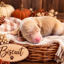 Biscuit - Red  male Goldendoodle puppy in Atwood, Oklahoma from Luxe Doodle Haven