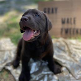 Labrador Retriever Puppies from The Homestead at Little Creek