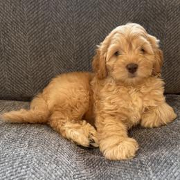 Clover - Caramel cream male Australian Labradoodle puppy in Fremont, New Hampshire from Birchwood Labradoodles