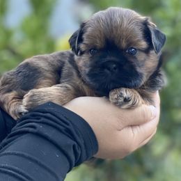 Noel - Tricolor female Shih Tzu puppy in Chico, California from North State Shih tzus