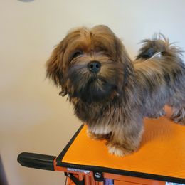 Lhasa Apso Puppies from Kai-ara Lhasa Apsos