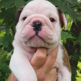 Oscar - Red brindle and white male Bulldog puppy in Weedsport, New York from M&M Shelties and Smooch-A-Bulls English Bulldogs
