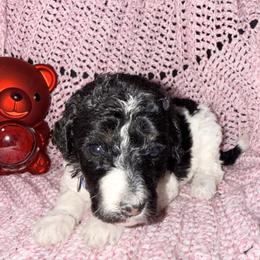 Romeo - Parti male Poodle puppy in League City, Texas from Chauffeured Poodles