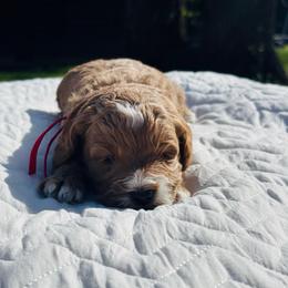 Mr. Gregory Bridgerton - Brown white and tan male Cockapoo puppy in Piedmont, Oklahoma from Perdue Puppies