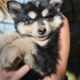 Pomsky Puppies from VooDoux Farms