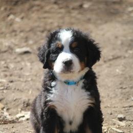 Bernedoodle and Bernese Mountain Dog Puppies from Faith and Family Farm