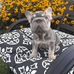 Sky - Tricolors female French Bulldog puppy in Bethlehem, Pennsylvania from NeighborHood Frenchies
