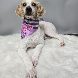 June - Poodle