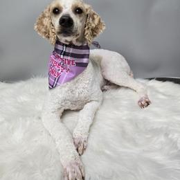 June - Poodle