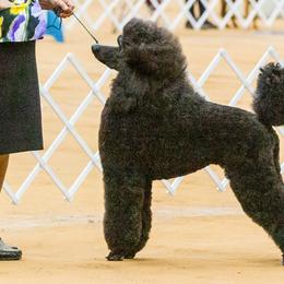 Poodles from North Star Poodles