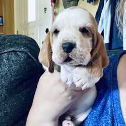 Oscar - Mahogany and white male Basset Hound puppy in Tollesboro, Kentucky from Low and Slow Bassets