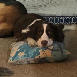English Springer Spaniels from Harmony's English Springer Spaniels