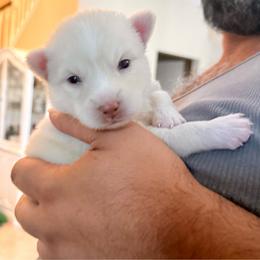 Orion - White male Pomsky puppy in Titusville, Florida from River Enz Pomskies