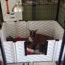 Boxer Puppies from Elevated Boxers