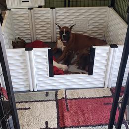 Boxer Puppies from Elevated Boxers