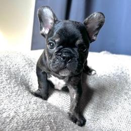 French Bulldog puppies from Jessicah's Frenchies Michigan's French Bulldog Breeder