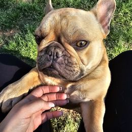 French Bulldog Puppies from LMD Frenchies