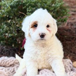 Red - Chalk female Australian Labradoodle puppy in Auburn, Washington from West Valley Labradoodles