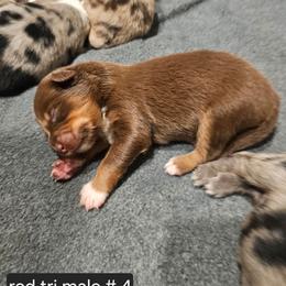 4 red tri male - Red tri-color female Miniature American Shepherd puppy in Placentia, California from Tru Cal Aussies