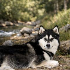 Holi - Native American Indian Dog