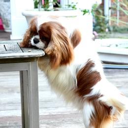 Cavalier King Charles Spaniel Puppies from Cane Creek Cavaliers