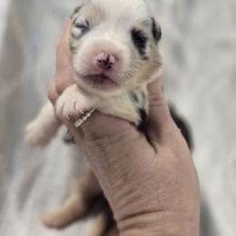 Mario - Blue merle and white male American Corgi puppy in Lithia, Florida from Diamondcrest Inc