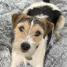 Jack Russell Terrier puppies from Wendover Terriers