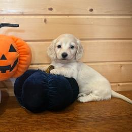 Georgia - Cream female Dachshund puppy in Decatur Iowa, Iowa from Anastasia Knight's Cocker Spaniels